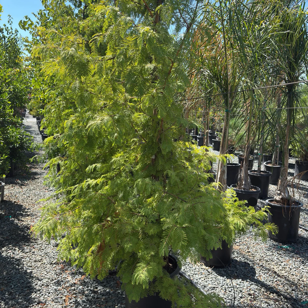 Dawn Redwood - Image 2