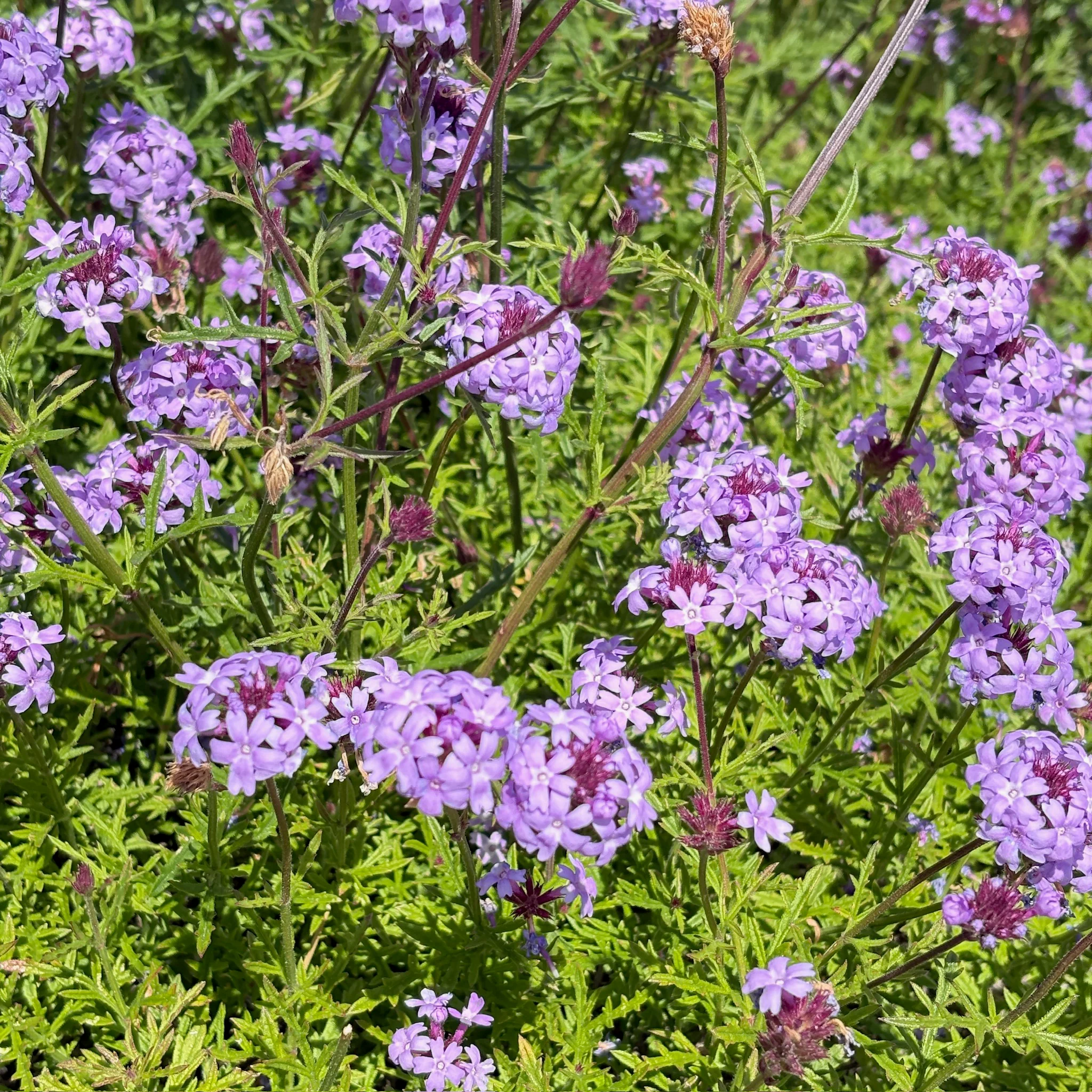 De La Mina Cedros Island Verbena - Image 1
