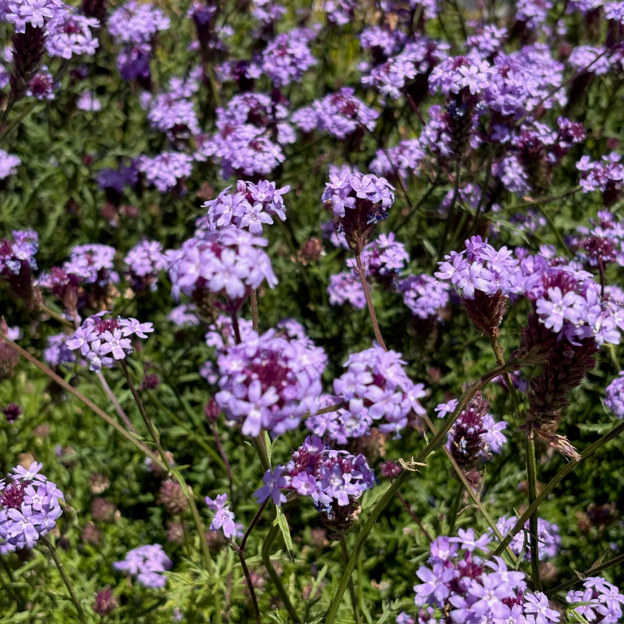 De La Mina Cedros Island Verbena - Image 2