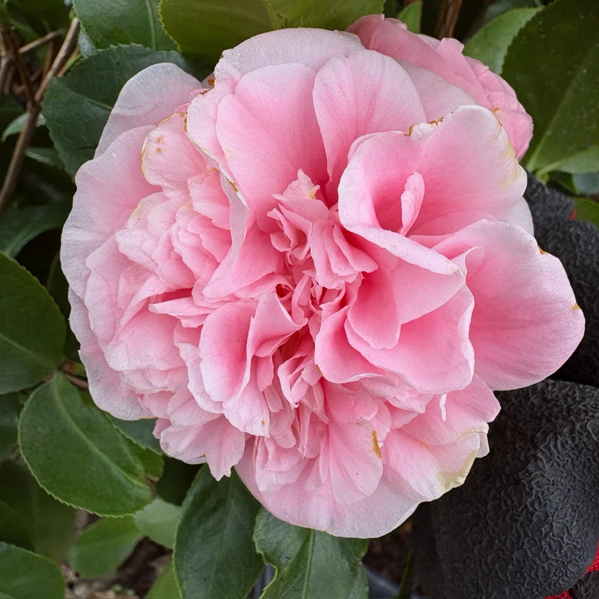 Debutante Camellia - Image 2