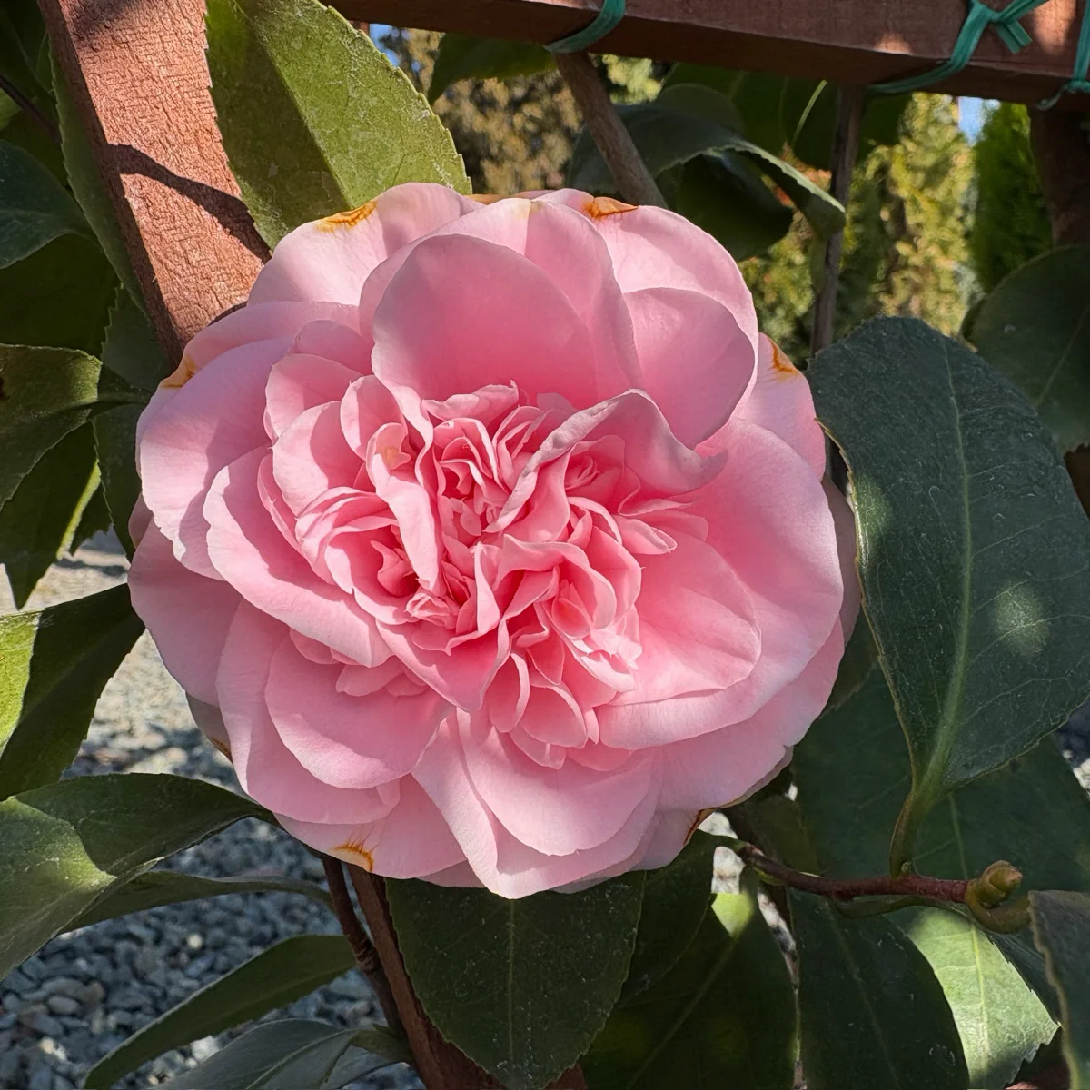 Debutante Camellia - Image 3