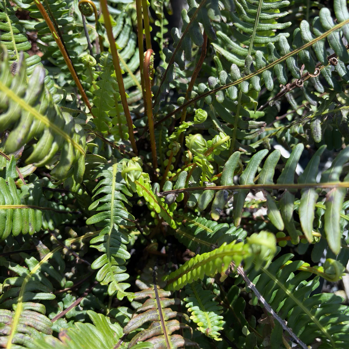 Deer Fern - Image 2