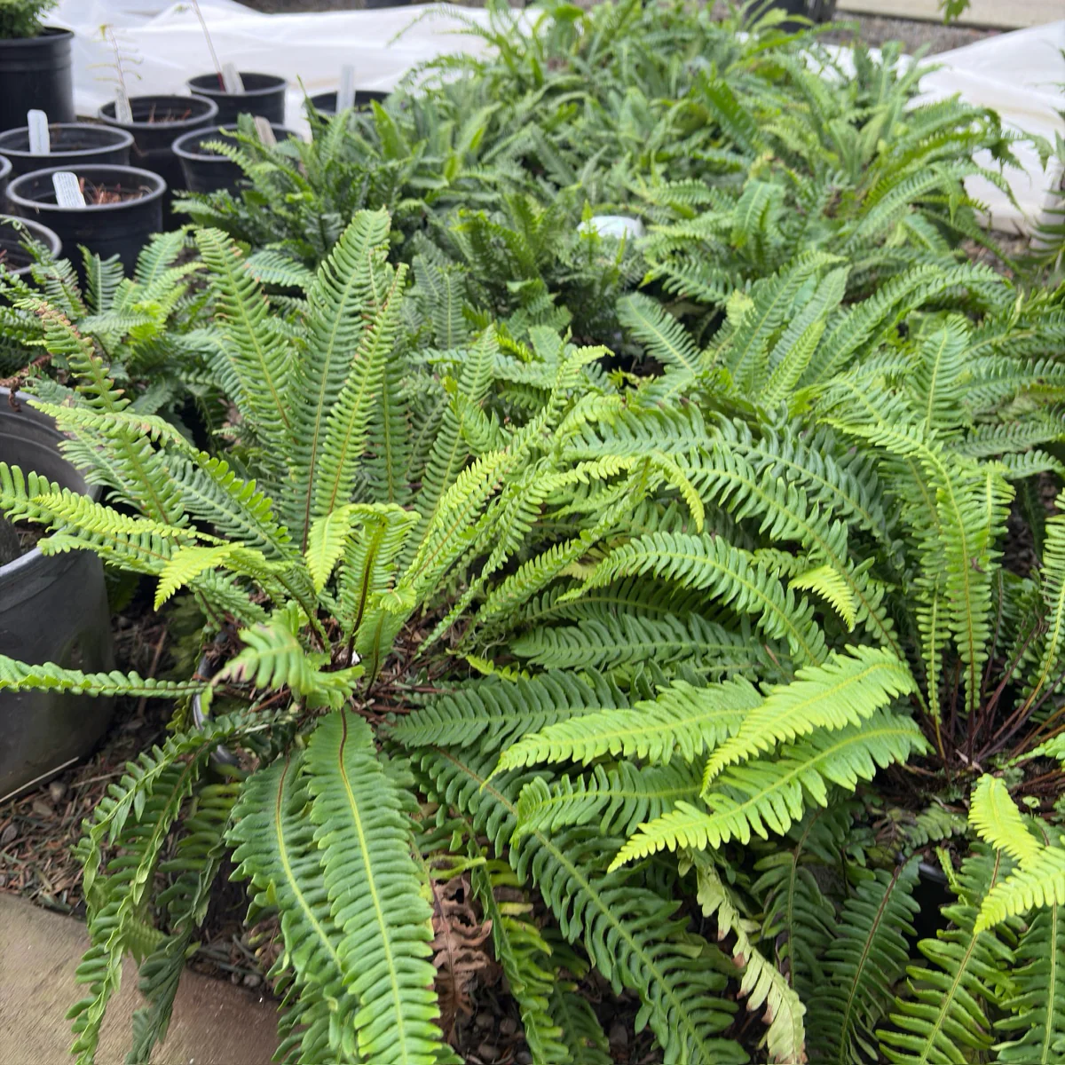 Deer Fern - Image 3