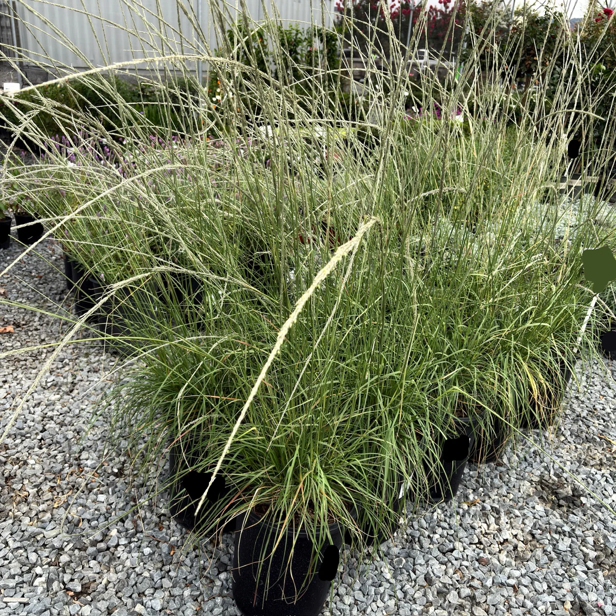 Deer Grass - Image 1