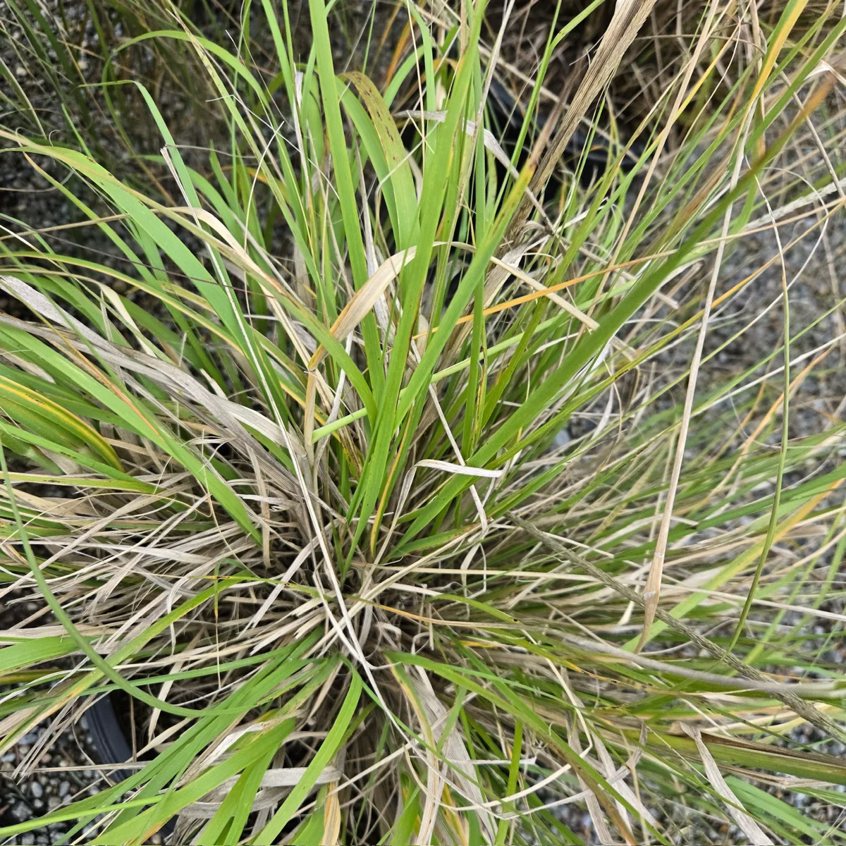 Deer Grass - Image 2