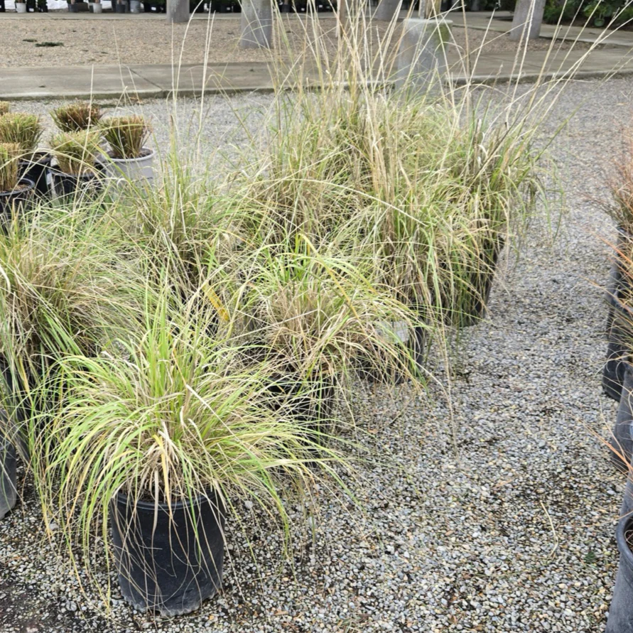 Deer Grass - Image 3