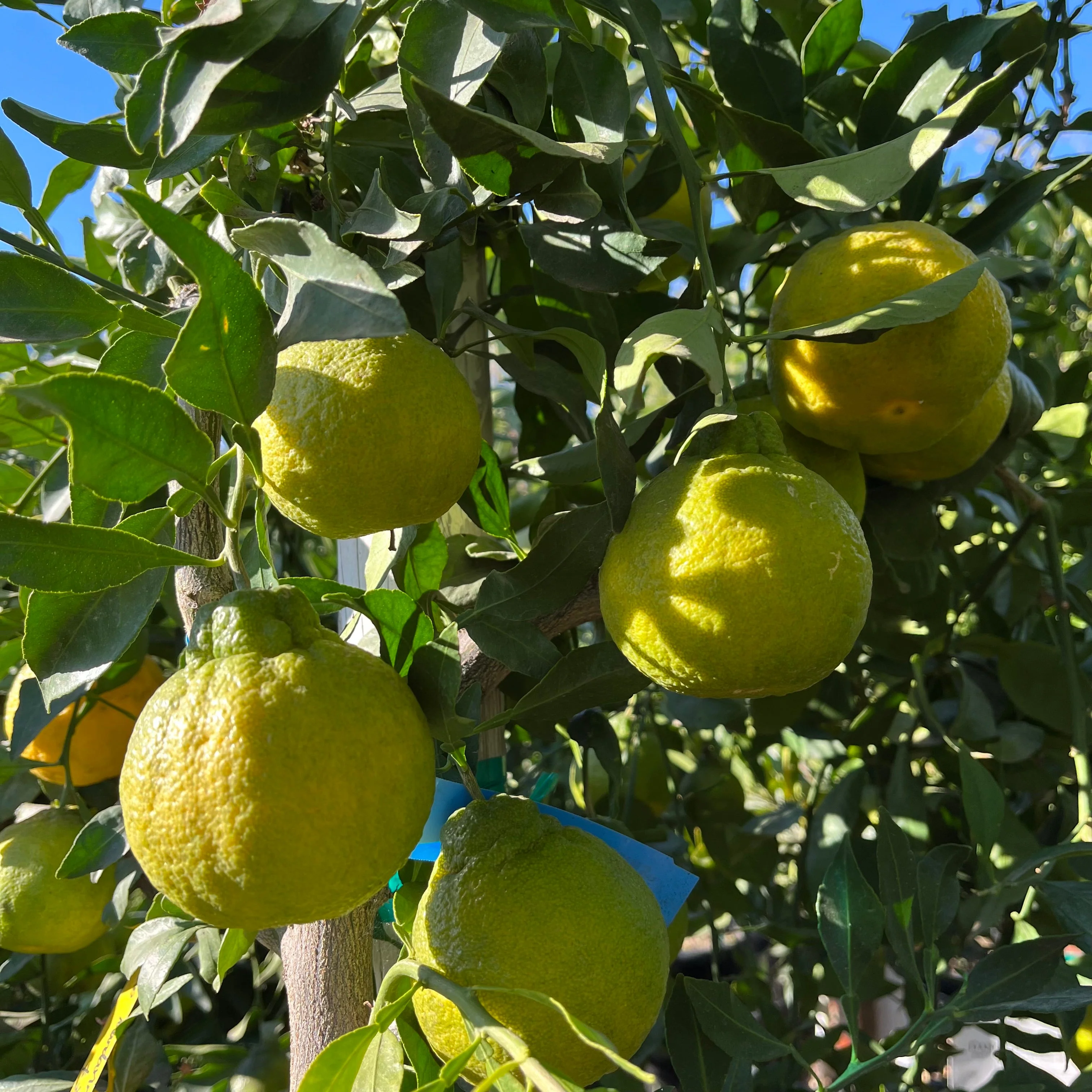 Dekopon Mandarin Tree - Image 2