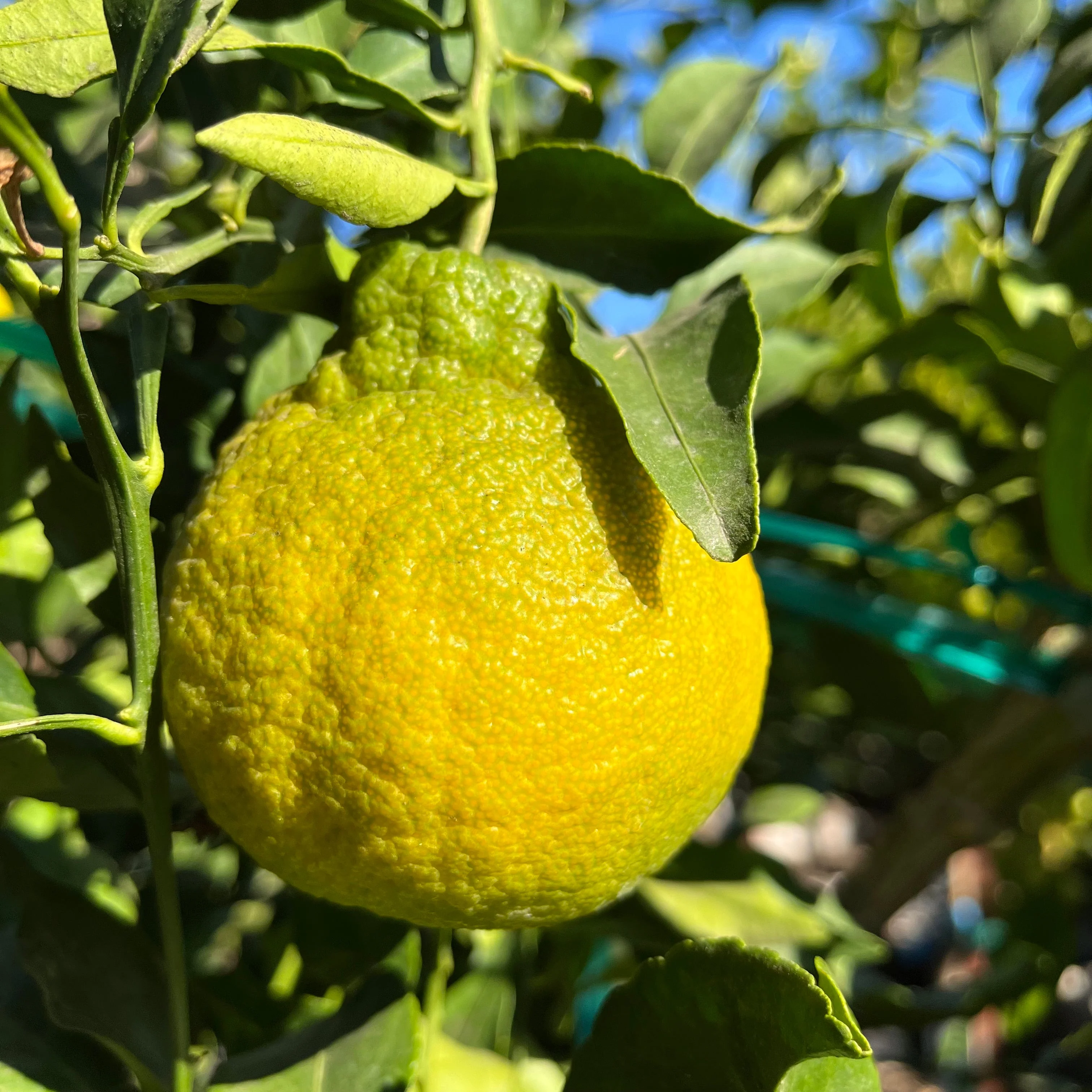 Dekopon Mandarin Tree - Image 3