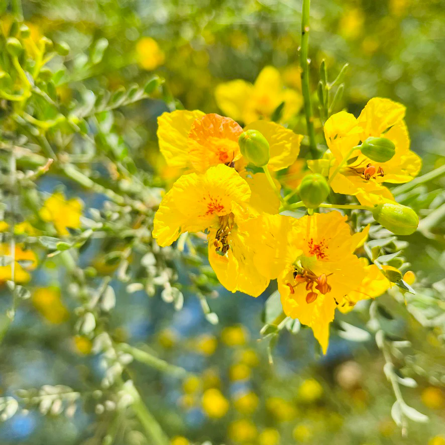 Desert Museum Palo Verde - Image 1