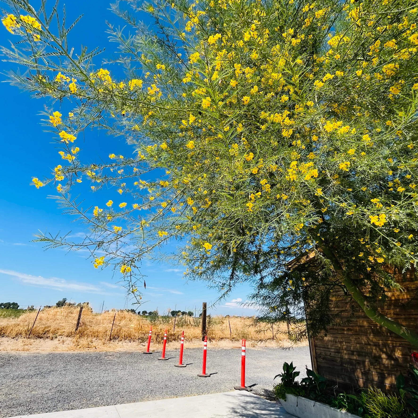 Desert Museum Palo Verde - Image 3