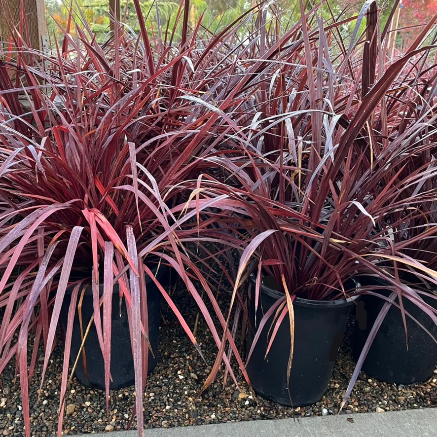 Design-A-Line Cordyline - Image 1