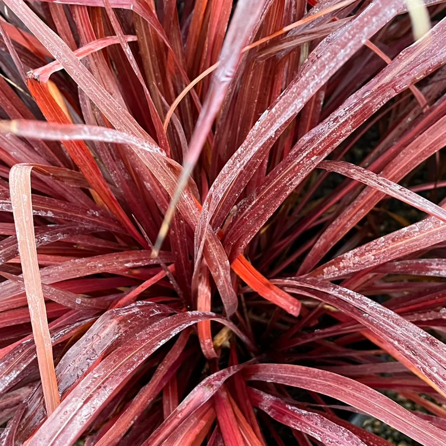 Design-A-Line Cordyline - Image 2
