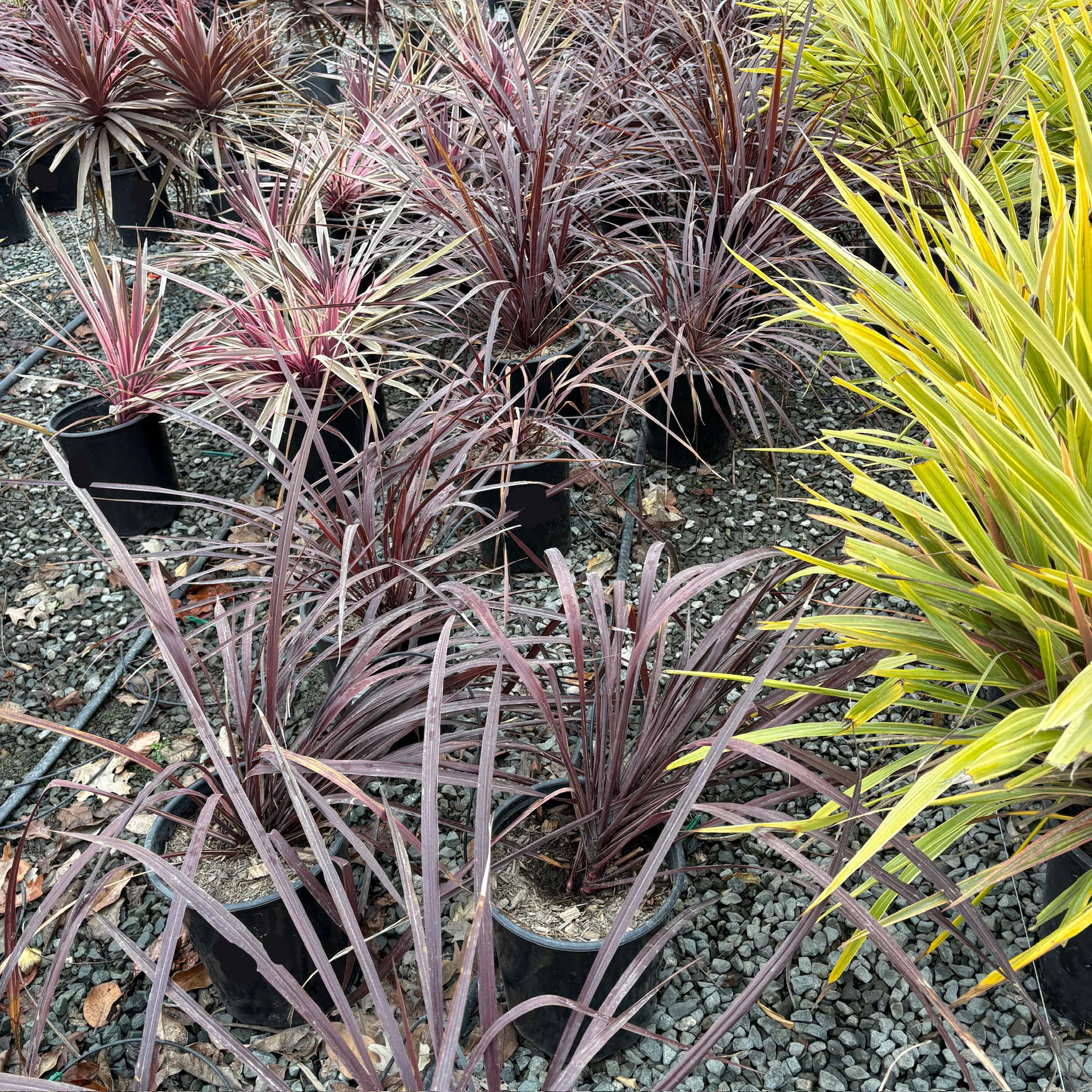 Design-A-Line Cordyline - Image 3