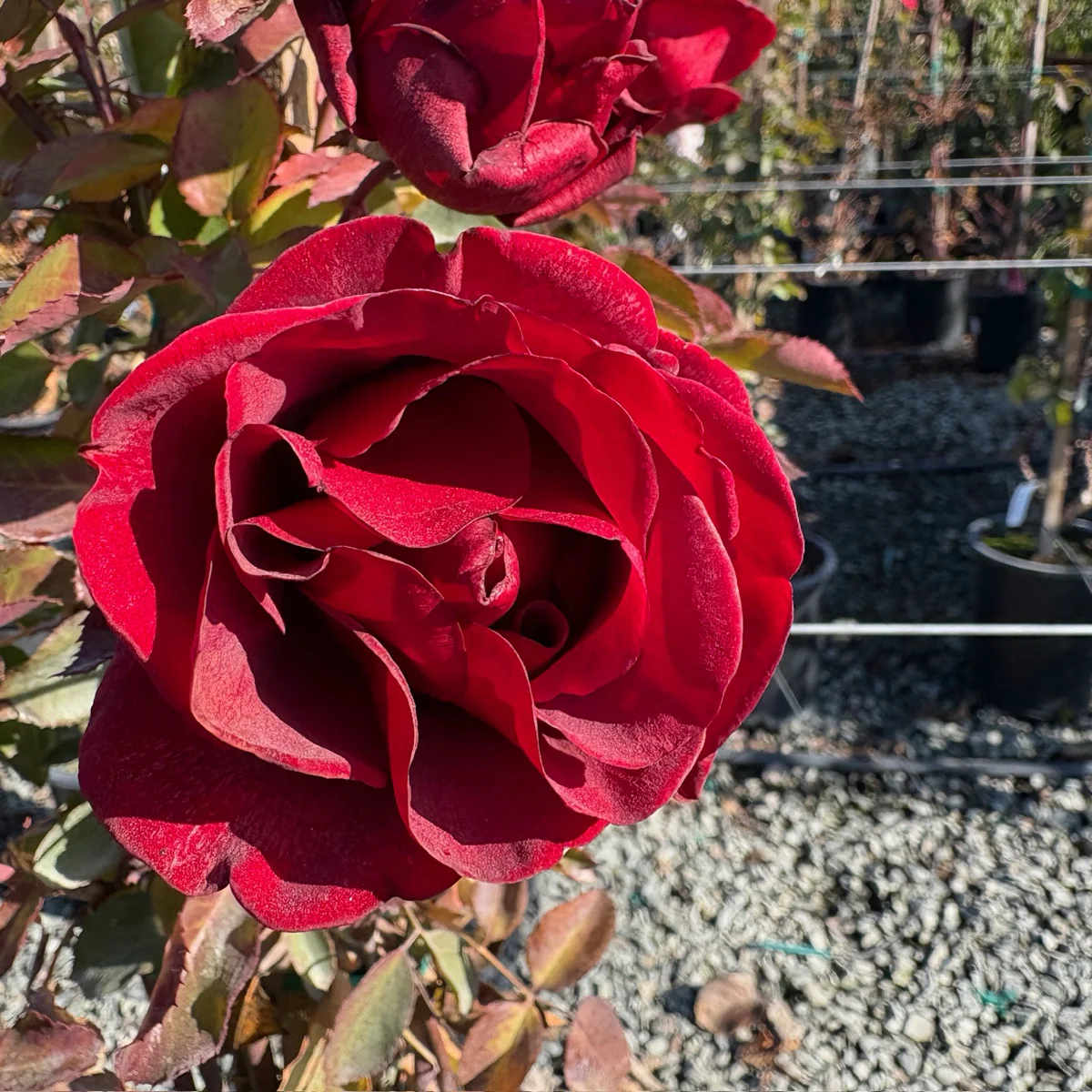 Don Juan Climbing Rose - Image 2