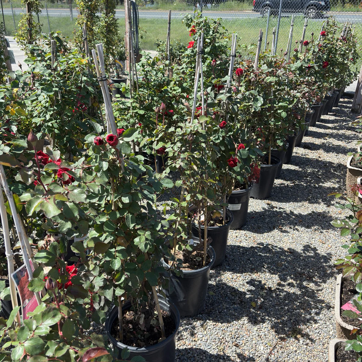 Don Juan Climbing Rose - Image 3
