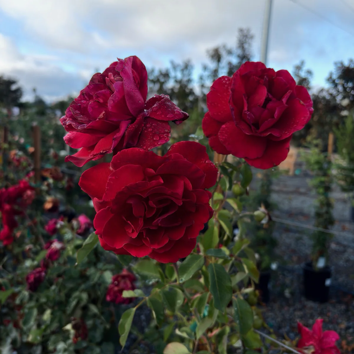 Don Juan Climbing Rose - Image 1