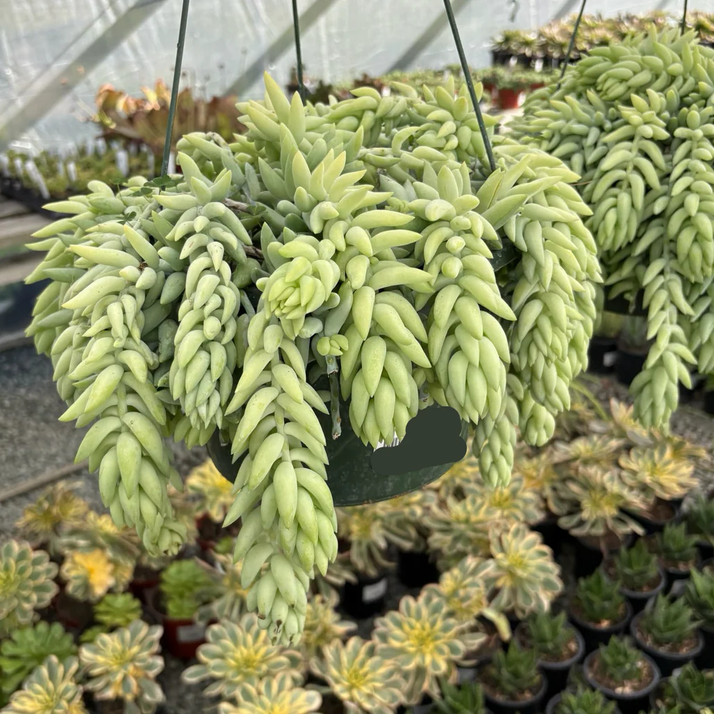Donkey Tail Sedum - Image 1