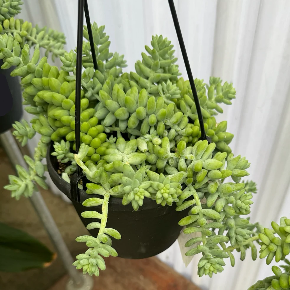Donkey Tail Sedum - Image 2