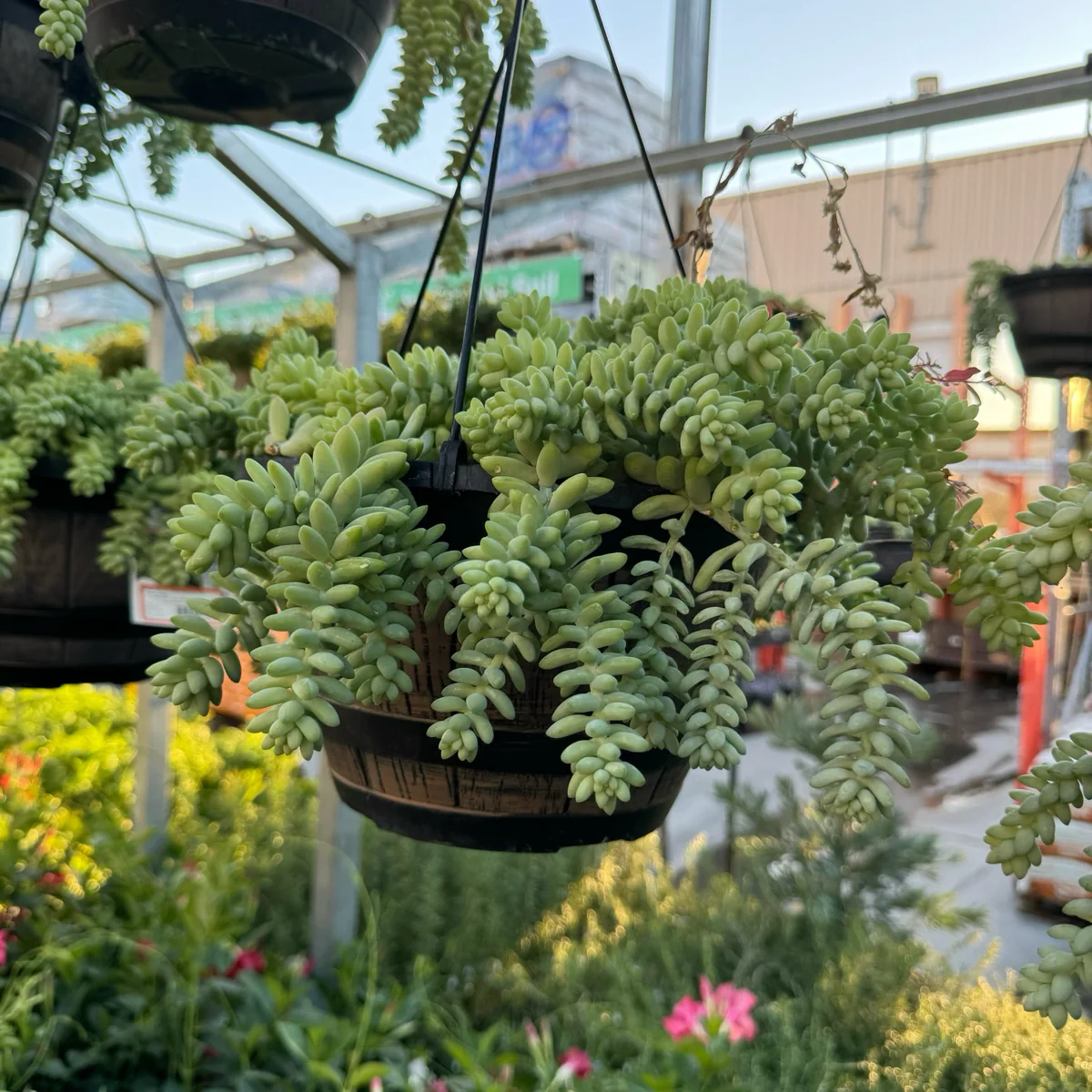 Donkey Tail Sedum - Image 3