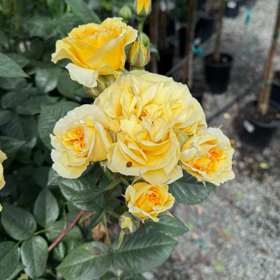 Doris Day Floribunda Rose - Image 2