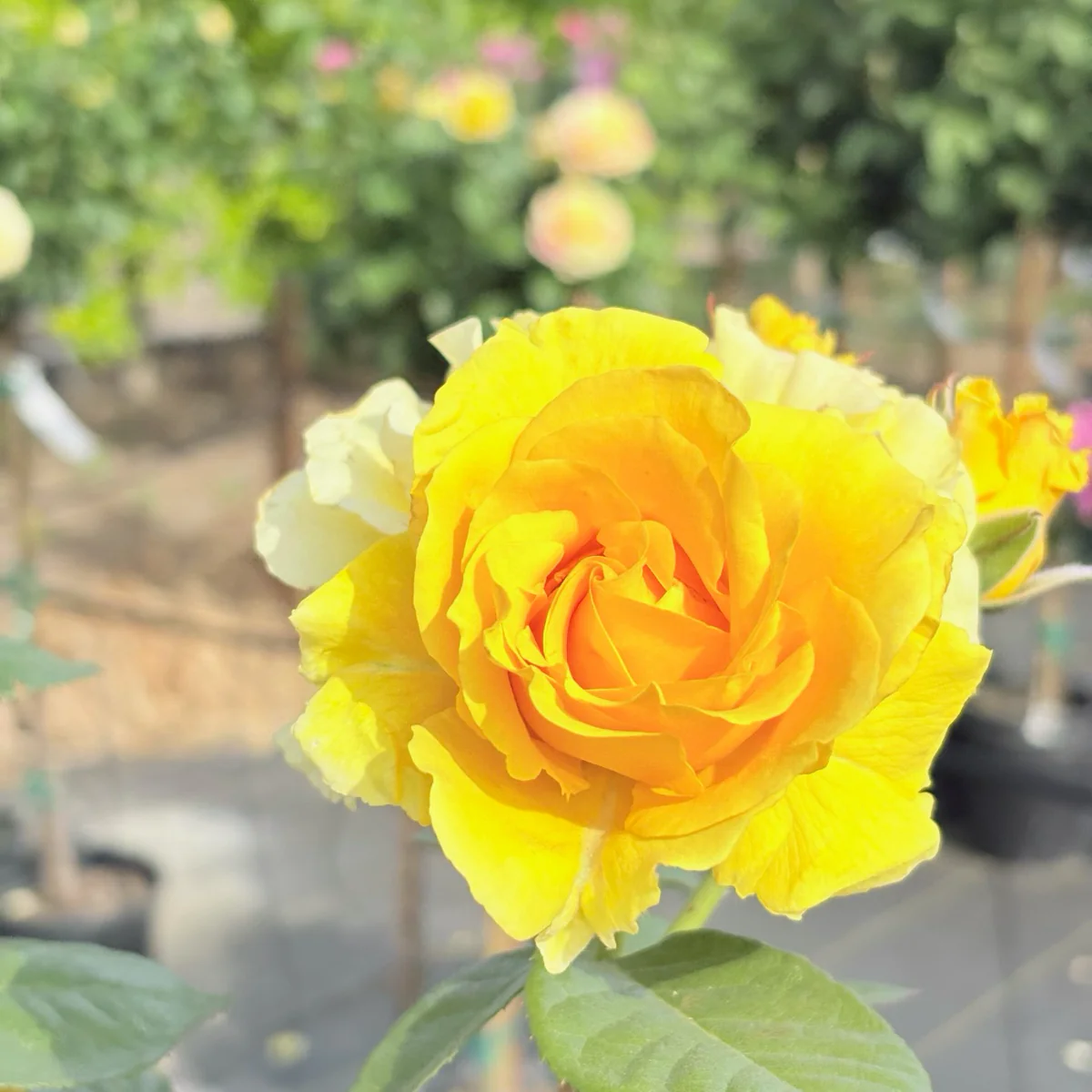 Doris Day Floribunda Rose - Image 3