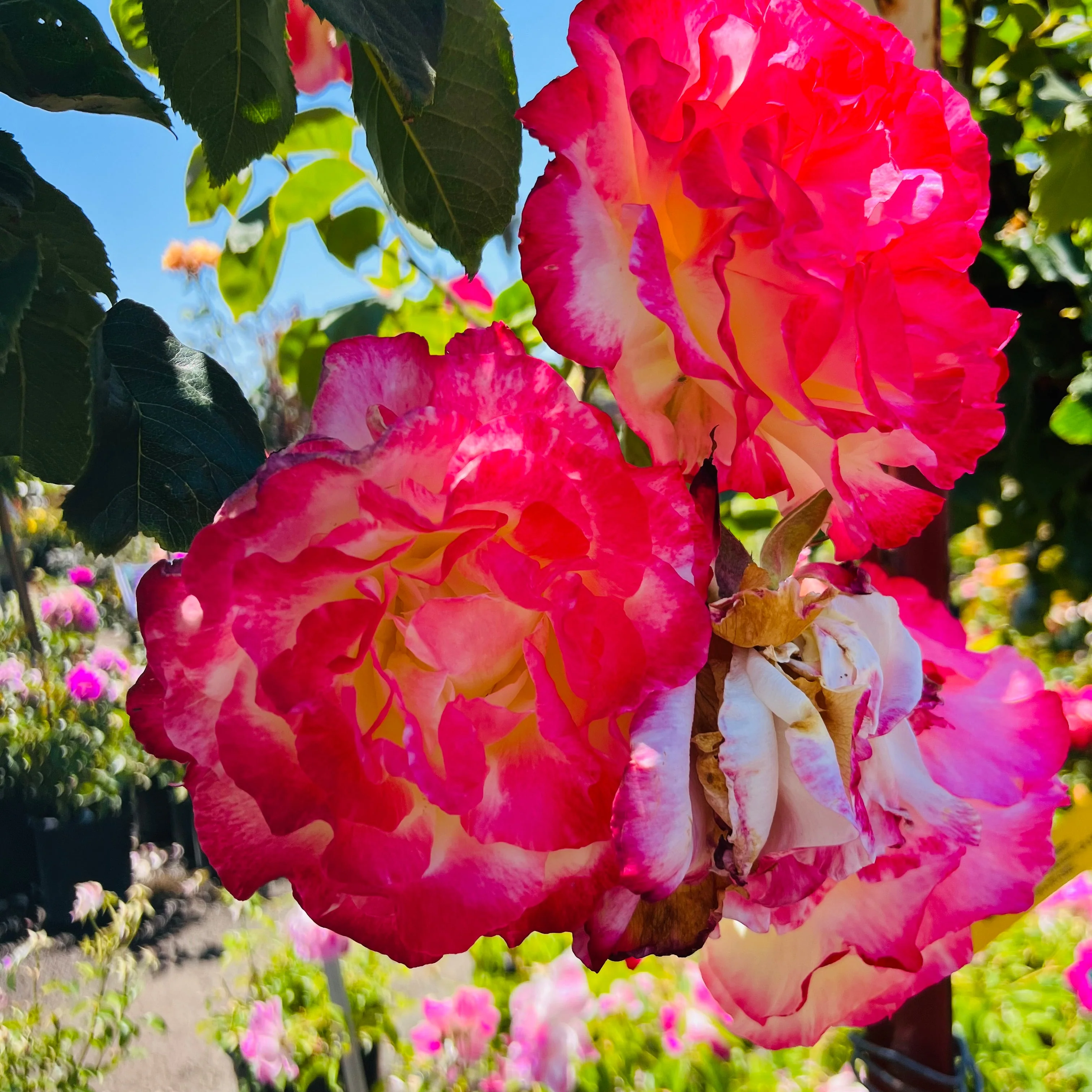 Double Delight Hybrid Tea Rose - Image 2