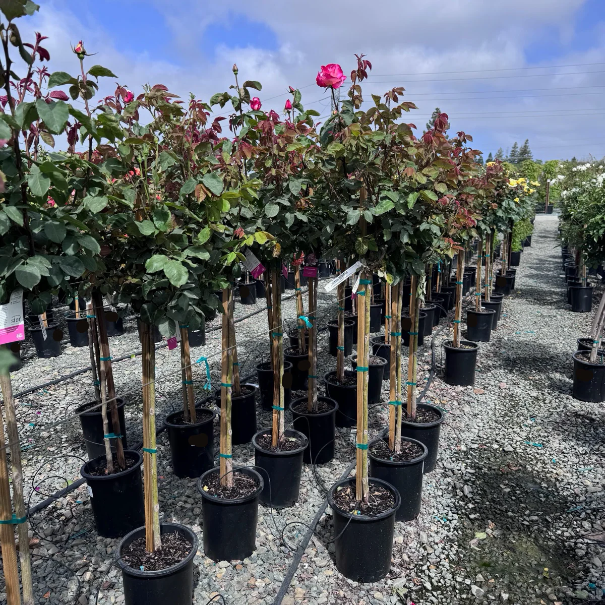 Double Delight Hybrid Tea Rose - Image 3