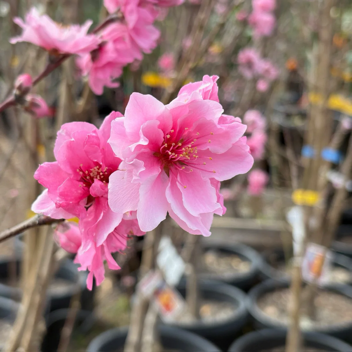 Double Delight Nectarine - Image 2