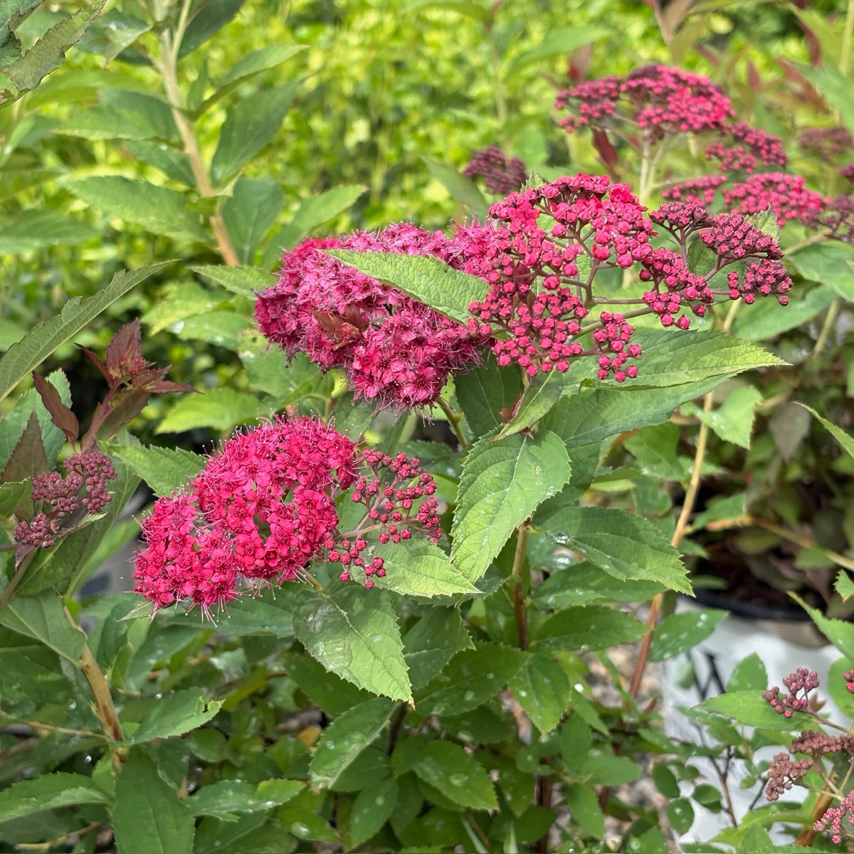Double Play Doozie Spirea - Image 2