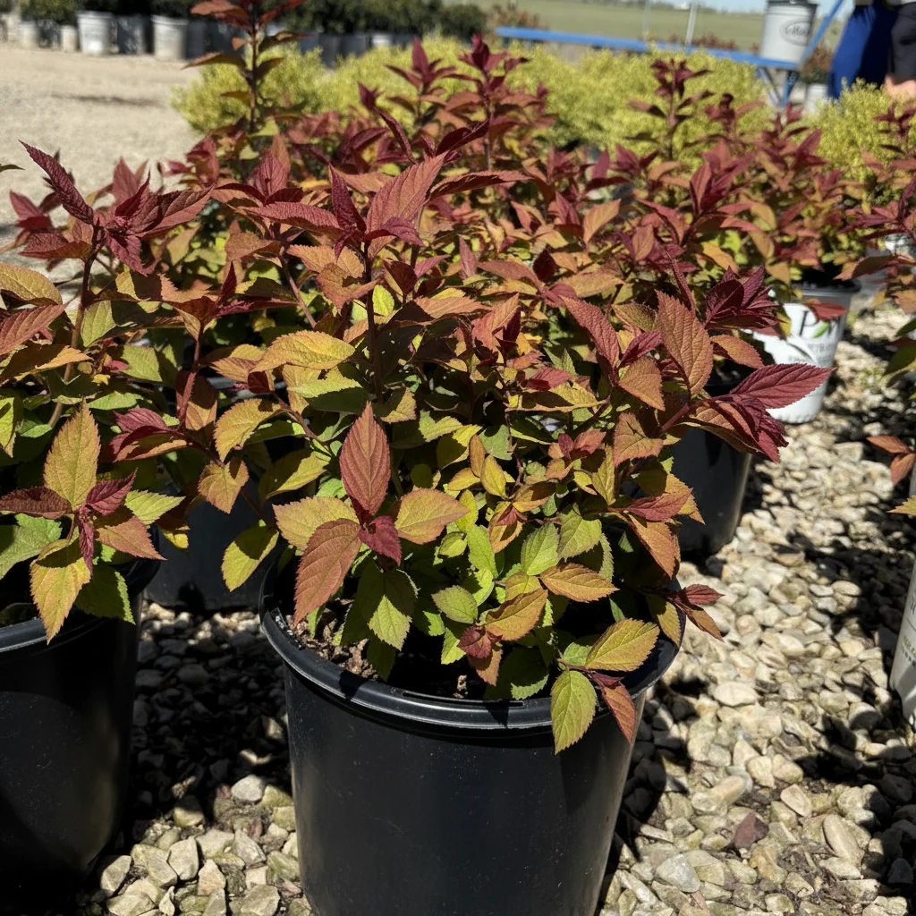 Double Play Doozie Spirea - Image 3
