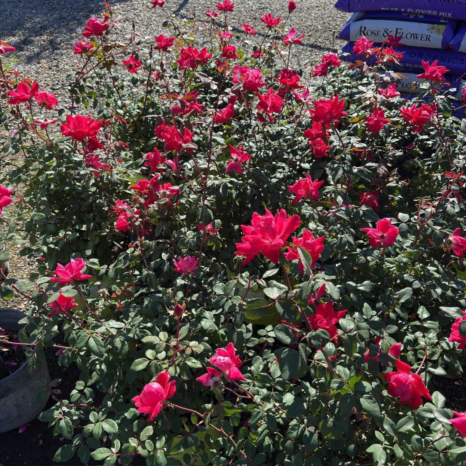 Double Red Knock Out Rose - Image 1
