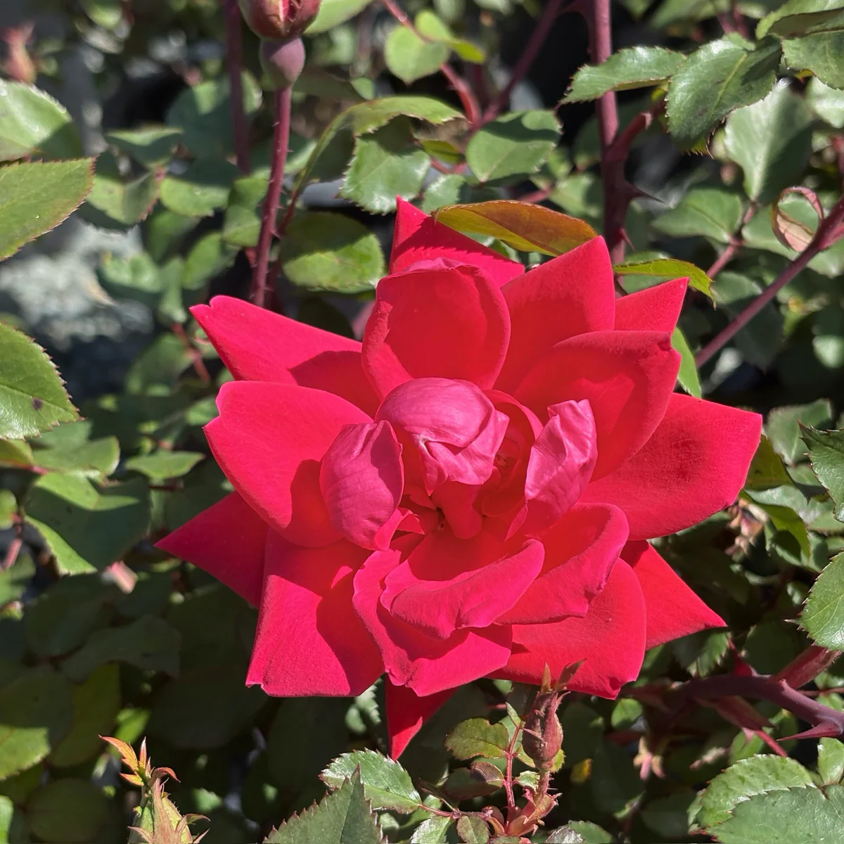 Double Red Knock Out Rose - Image 2