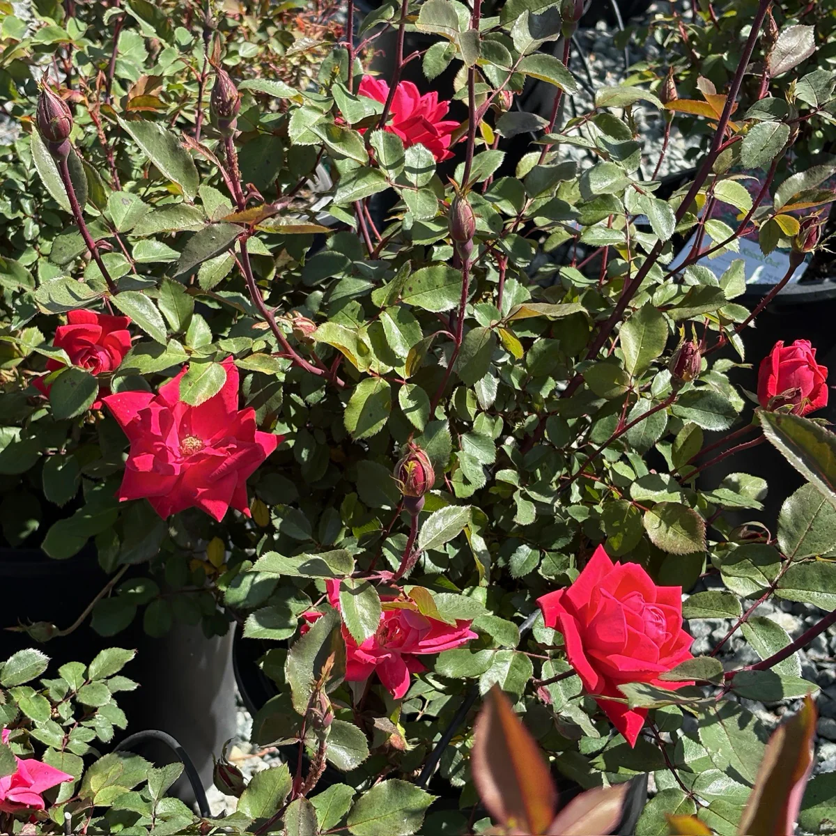 Double Red Knock Out Rose - Image 3
