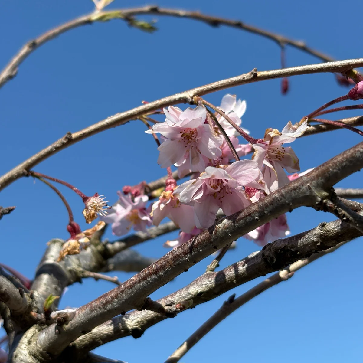 Double Weeping Cherry - Image 1