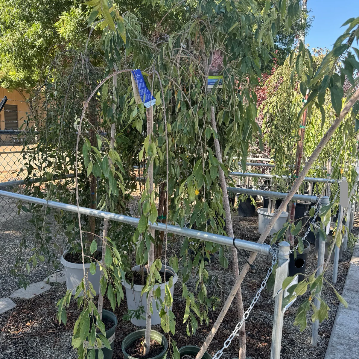 Double Weeping Cherry - Image 3