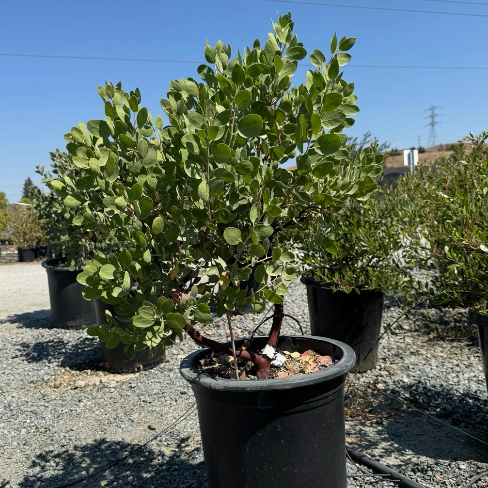 Dr. Hurd Manzanita - Image 2