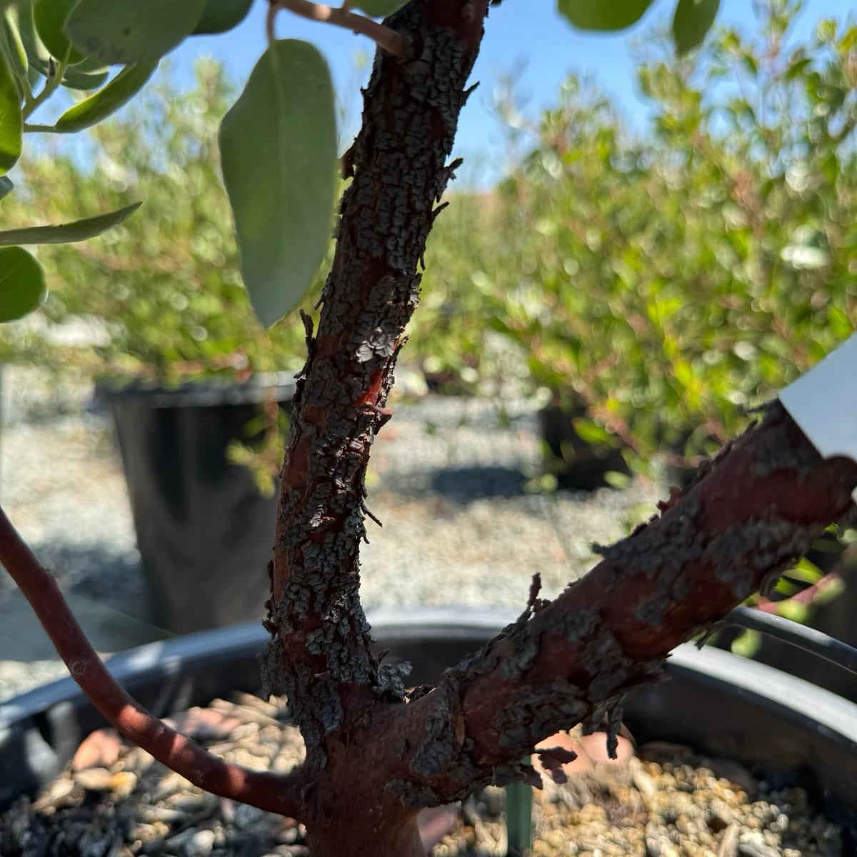 Dr. Hurd Manzanita - Image 3