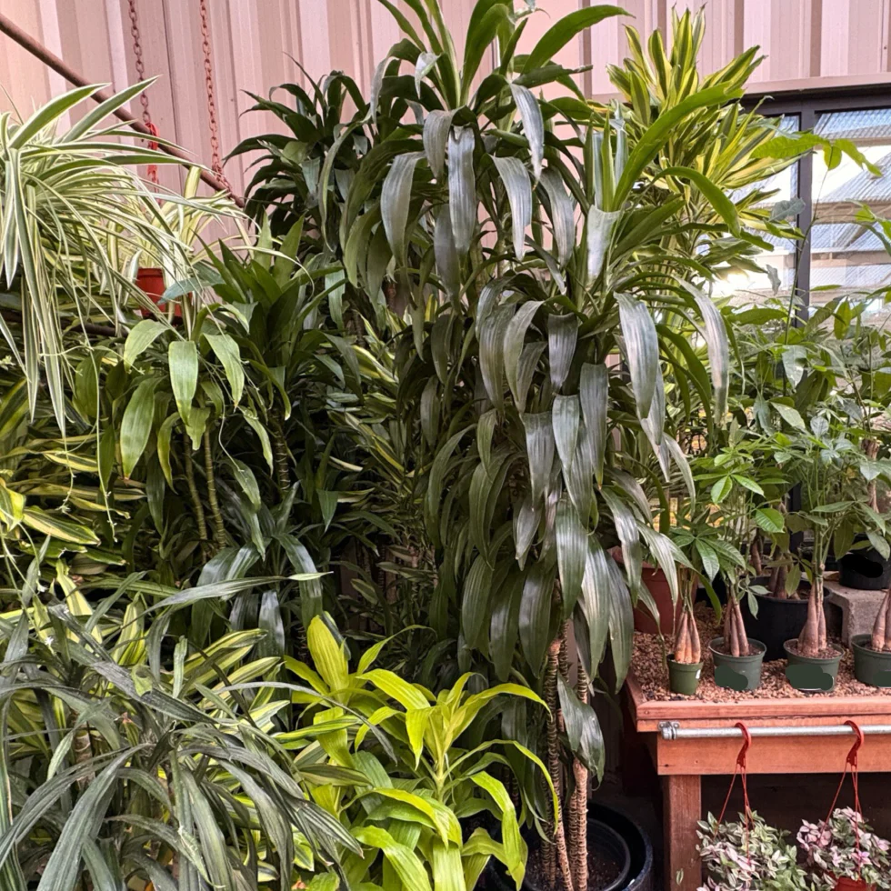 Lisa Dracaena - Image 2