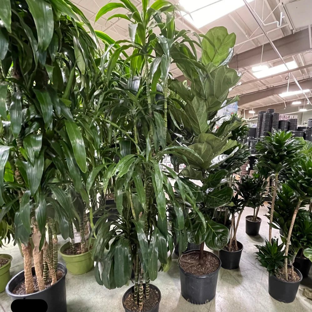 Lisa Dracaena - Image 1