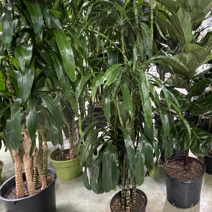 Lisa Dracaena - Image 3