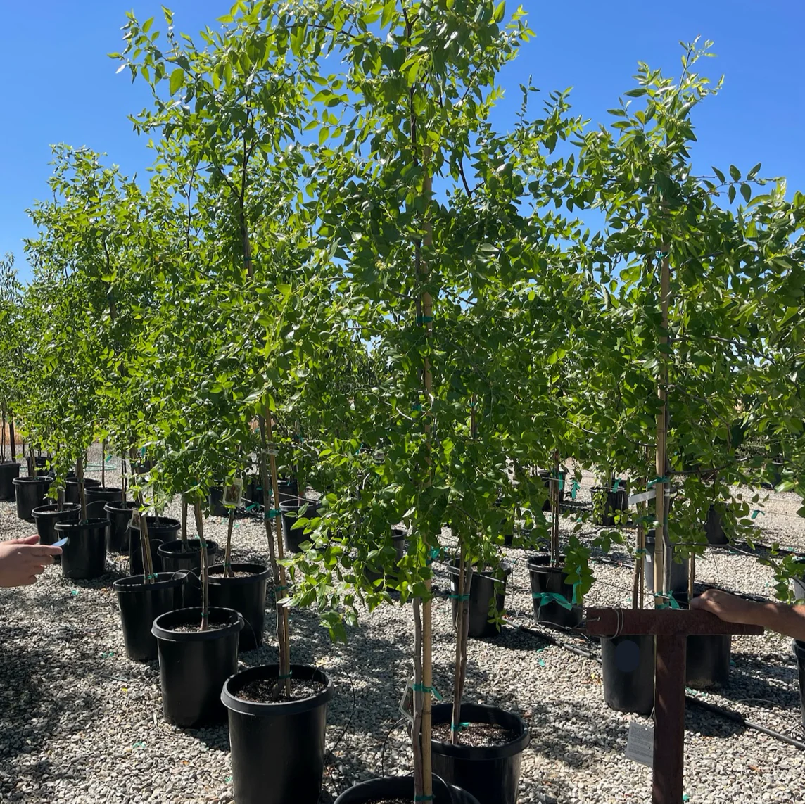 Dragon Jujube Tree - Image 3