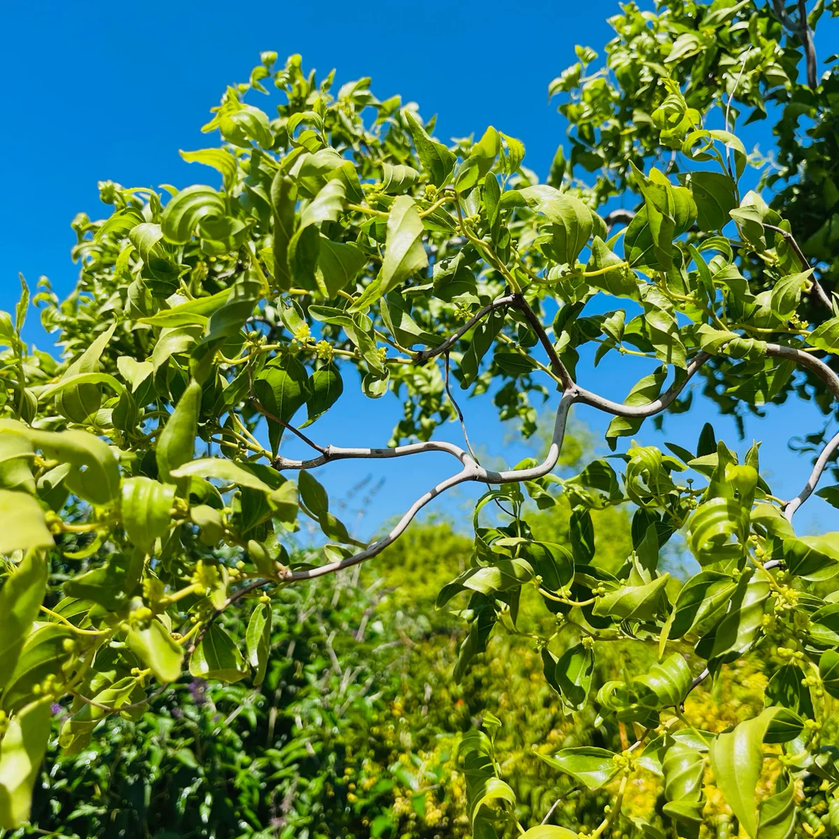 Dragon Jujube Tree