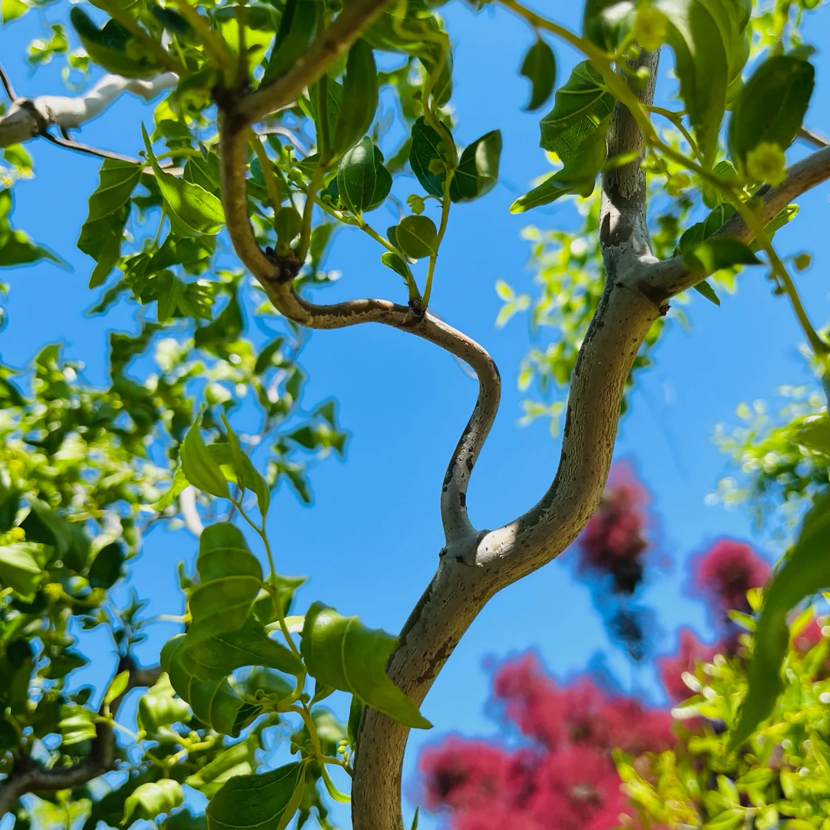 Dragon Jujube Tree - Image 2