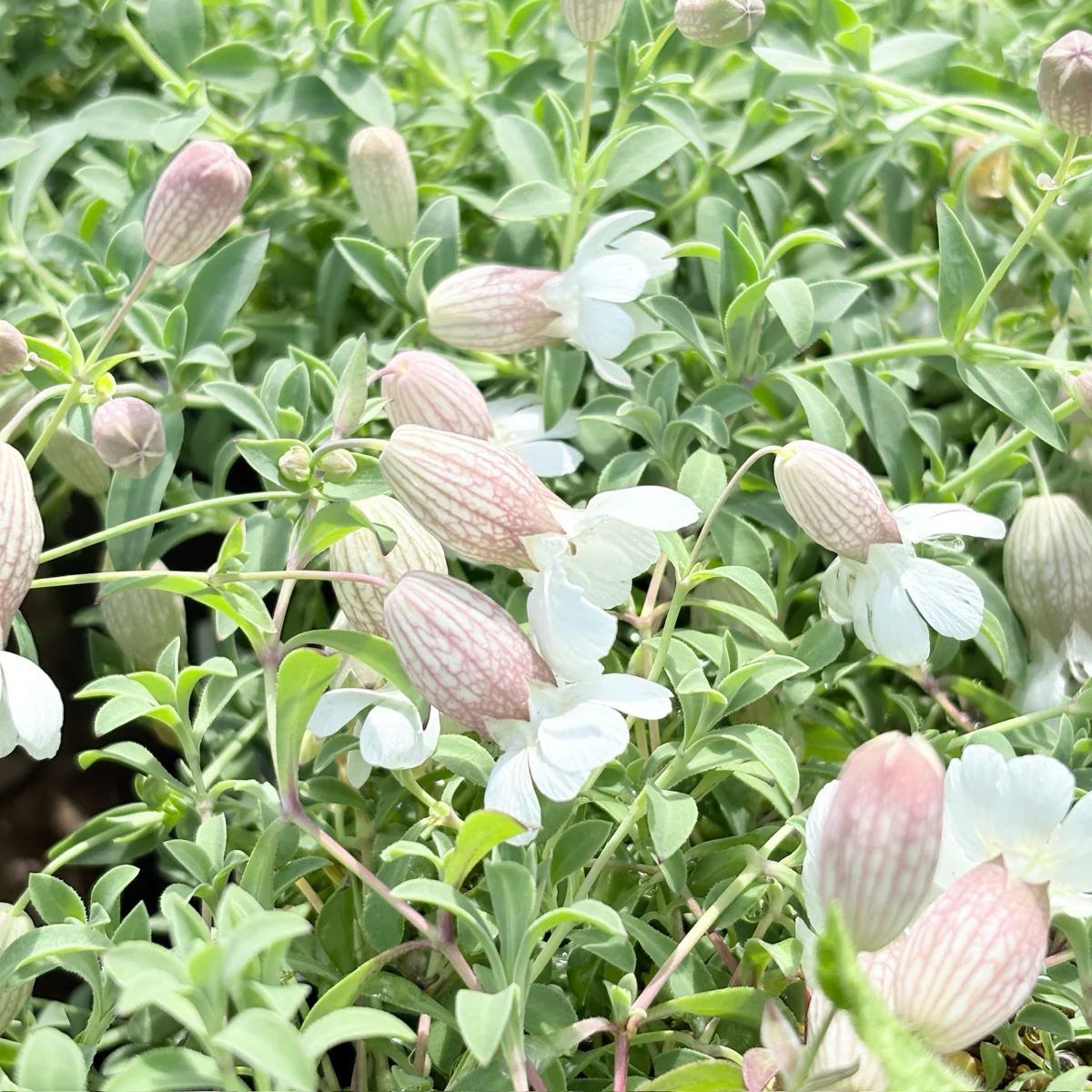 Druett's Variegated Sea Campion - Image 1