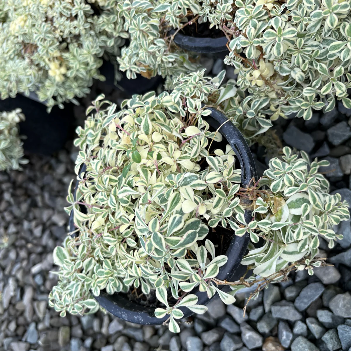 Druett's Variegated Sea Campion - Image 2