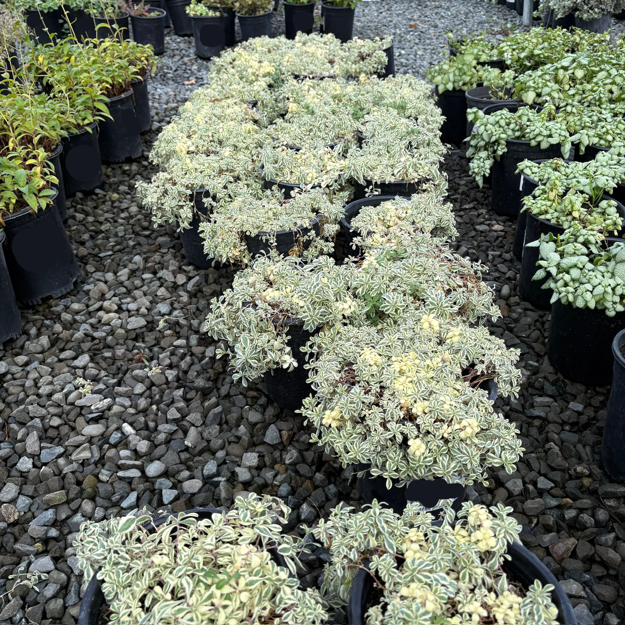 Druett's Variegated Sea Campion - Image 3