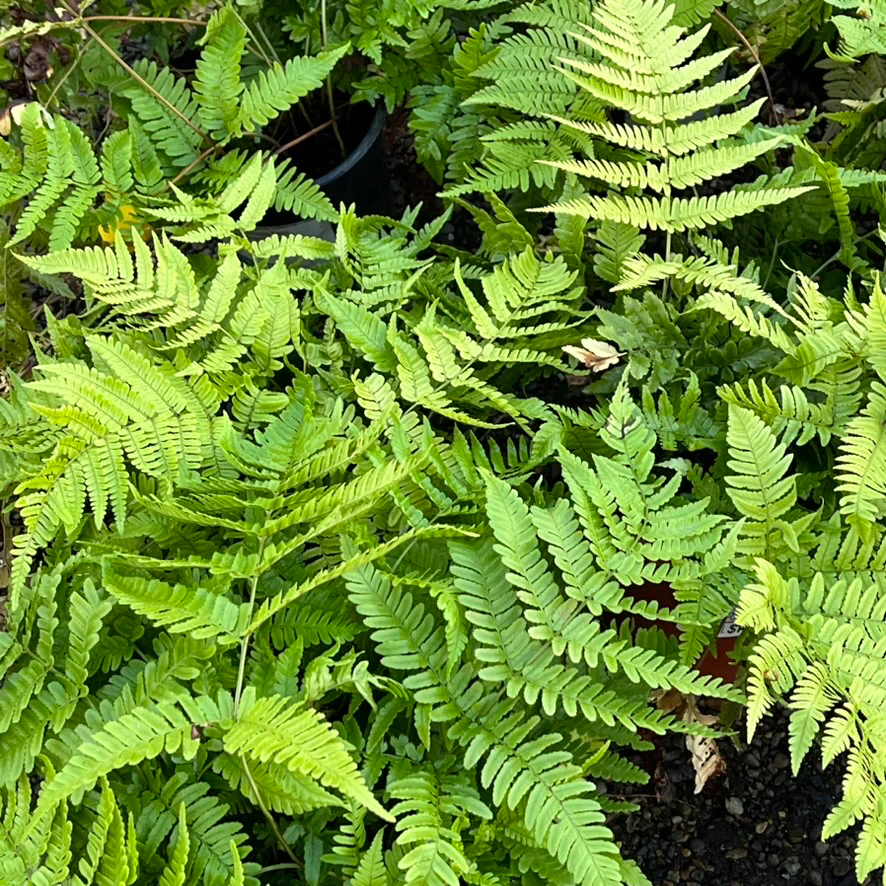 Brilliance Autumn Fern - Image 3
