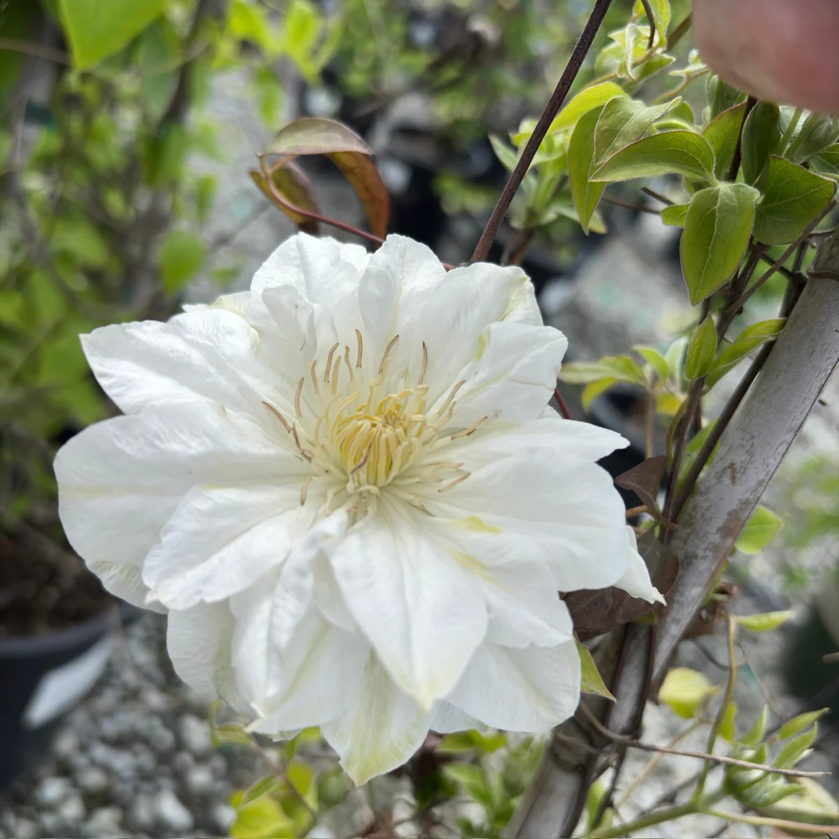 Duchess of Edinburgh Clematis - Image 1