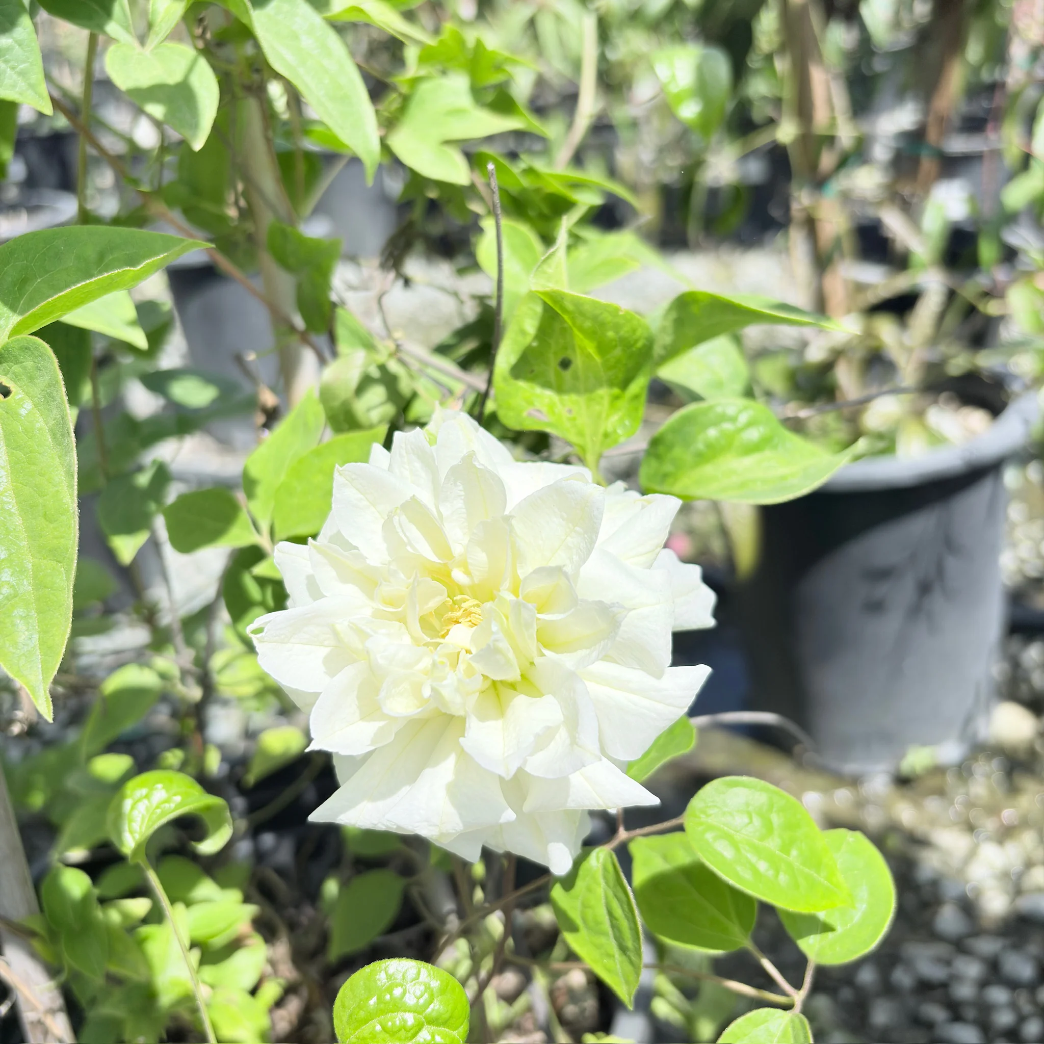 Duchess of Edinburgh Clematis - Image 2