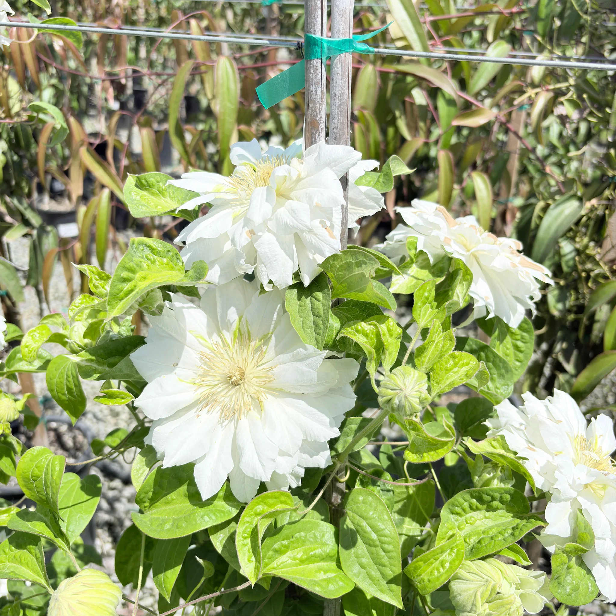 Duchess of Edinburgh Clematis - Image 3
